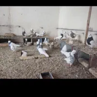 کبوتر طوقی.معاوضه با انگشتر خوب|پرنده|اصفهان, وحید|دیوار