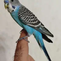 مرغ عشق رام و دستی نر خوش رنگ