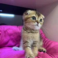 شهر گربه های خانگی سیلور و بلو و گلد|گربه|محمدشهر, شهرک پیام (مهرالبرز)|دیوار