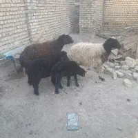 میش با بره