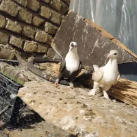 جفت وکرباتی