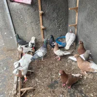 کفتر رنگه طوقی دم سفید طاووسی