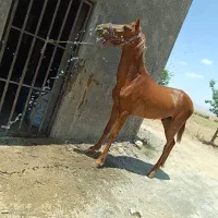 مادیان|اسب و تجهیزات اسب‌سواری|خمین, |دیوار