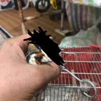 سهره خاص|پرنده|تبریز, |دیوار