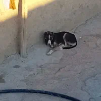 سگ  نر|سگ|اسفراین, |دیوار