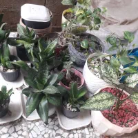 گل آپارتمانی سانسوریا وغیره