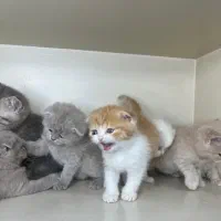 اسکاتیش فولد ، نر و ماده