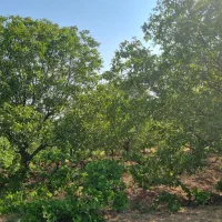 باغ گردو  ۲۴۰۰ متر با ۷ساعت آب استان قزوین ضیاآباد|فروش دفتر صنعتی، کشاورزی، تجاری|ضیاء آباد, |دیوار