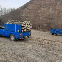 خرید چوب و درخت تر و خشک|خدمات باغبانی و درختکاری|کوثر, |دیوار