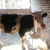 تلیسه آبستن|حیوانات مزرعه|گرگان, |دیوار