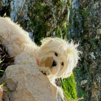 سگ واگذاری|سگ|مسجد سلیمان, |دیوار