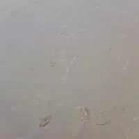 بوقلمون ماده