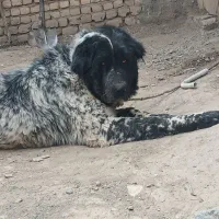 نرولاس قدرجونی گله ای ضمانتی