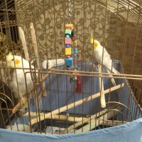 عروس هلندی لوتینو