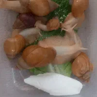 حلزون نژاد آلبینو و آچاتینا