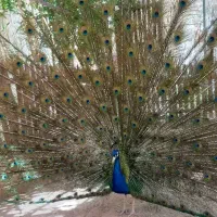 جوجه طاووس مصری درشت