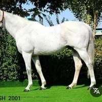 مادیان کره فولاد