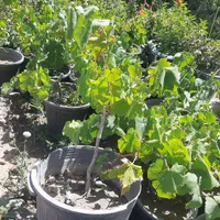 نهال و درخت انگور|خدمات باغبانی و درختکاری|فلاورجان, |دیوار