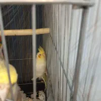 عروس هلندی|پرنده|وحیدیه, |دیوار