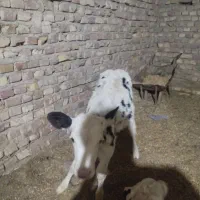 گاو شیری با گوساله نر|حیوانات مزرعه|زابل, |دیوار