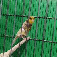 قناری رسمی بلند  ماده آماده وموزایکی وسوخته