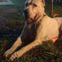 سگ آلابای|سگ|سنگر, |دیوار