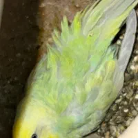 یک جفت مرغ عشق رنگین کمونی ۷ تخم با جوجه
