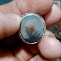 انگشتر شاه شجر خاک دار