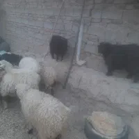 بره وبزغاله وگوسفند وبز|حیوانات مزرعه|زاهدان, |دیوار
