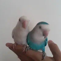 طوطی کوتوله
