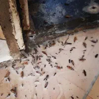 سمپاش منازل سوسک و ساس و ...حشرات موذی