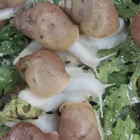 حلزون تراپی‌ فروش خاویار سرگرمی عالی