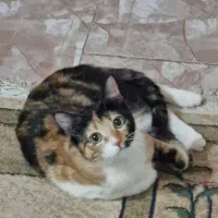 واگذاری گربه ماده عقیم شده