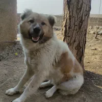 واگذاری سگ نگهبان