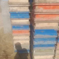 فروش طبق زنبور امریکایی|حیوانات مزرعه|کوراییم, |دیوار