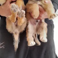 طوله سرابی خالص