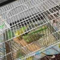 مرغ عشق|پرنده|محمدشهر, محمدشهر|دیوار