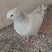 کبوتر جوجه کوهی نر|پرنده|رامهرمز, |دیوار