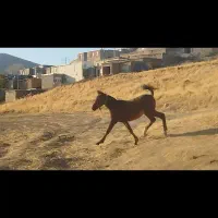 اسب|حیوانات مزرعه|کلاترزان, |دیوار