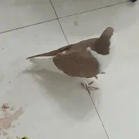 کفتر،کبوترساده زردکرمونی|پرنده|تربتحیدریه, بی بی حسنیه|دیوار