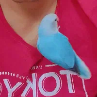 کوتوله برزیلی دستی