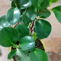 گل خونه گوچک  ۵۰تو ۱۰۰ت|گل و گیاه طبیعی|بجنورد, |دیوار