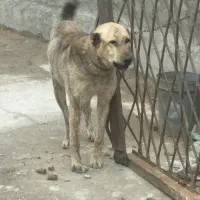 سلام‌سگ‌نگهبان