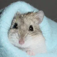 همستر خانگی خرگووش لوپومینیاتوری عروس هلندی مولد|موش و خرگوش|اصفهان, باب الدشت|دیوار