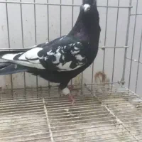 سینه سیاه سینه سبز|پرنده|مشهد, نوید|دیوار