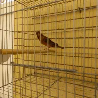 قناری ماد|پرنده|صدرا-فارس, فاز ۱|دیوار