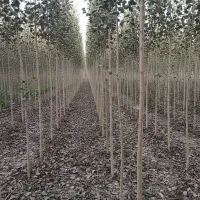 صــنوبر مخصوص مناطق خشک تخفیف ویژه تا پایان هفته