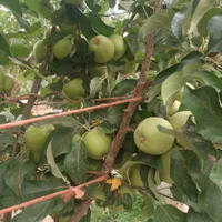 فروش ۱۰۰۰ متری|فروش دفتر صنعتی، کشاورزی، تجاری|زاینده رود, |دیوار