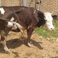 فروش گاو و گوساله سمینتال