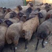 تعداد راس میش کردی درجه یک|حیوانات مزرعه|چناران, |دیوار